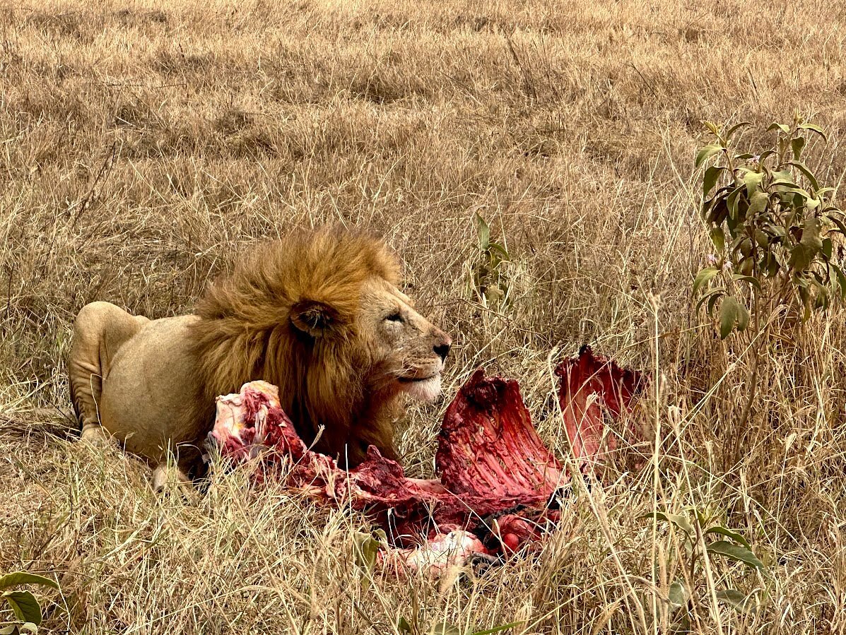 Lion's Kill