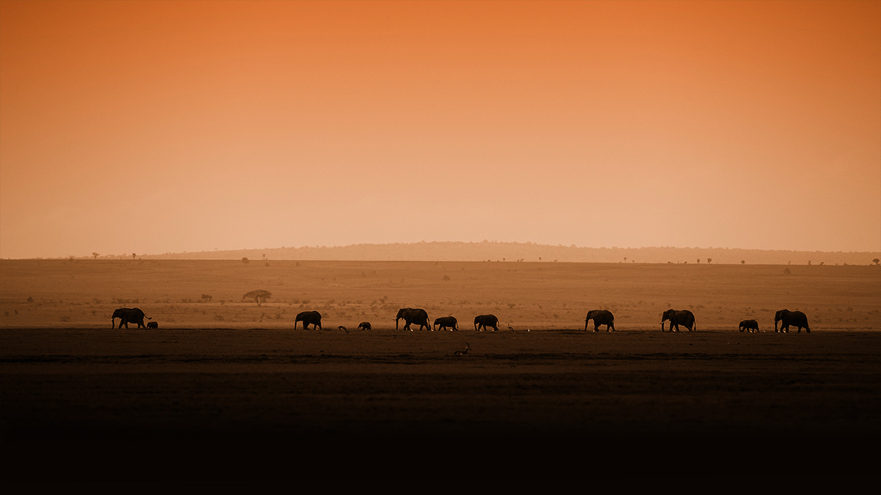 elephants at sunset